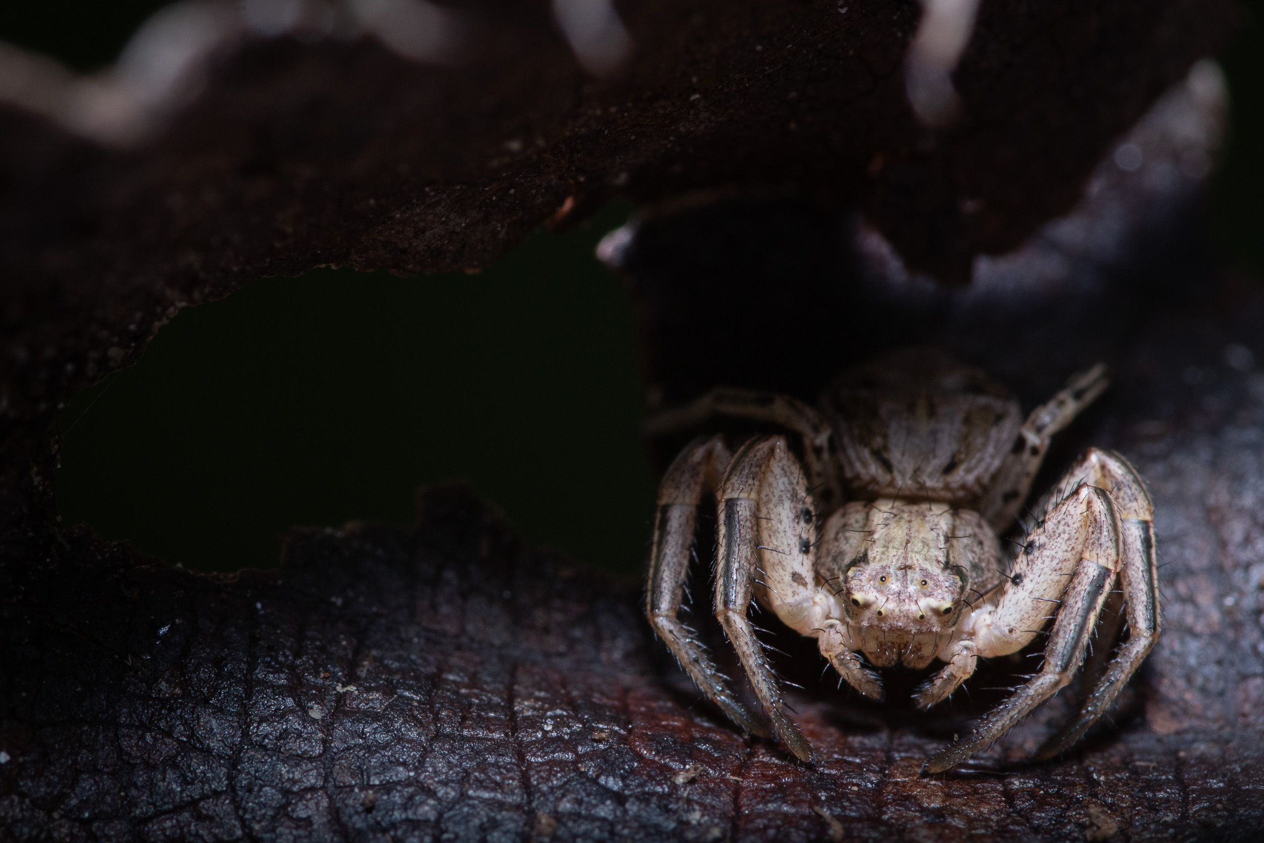 Macro gallery