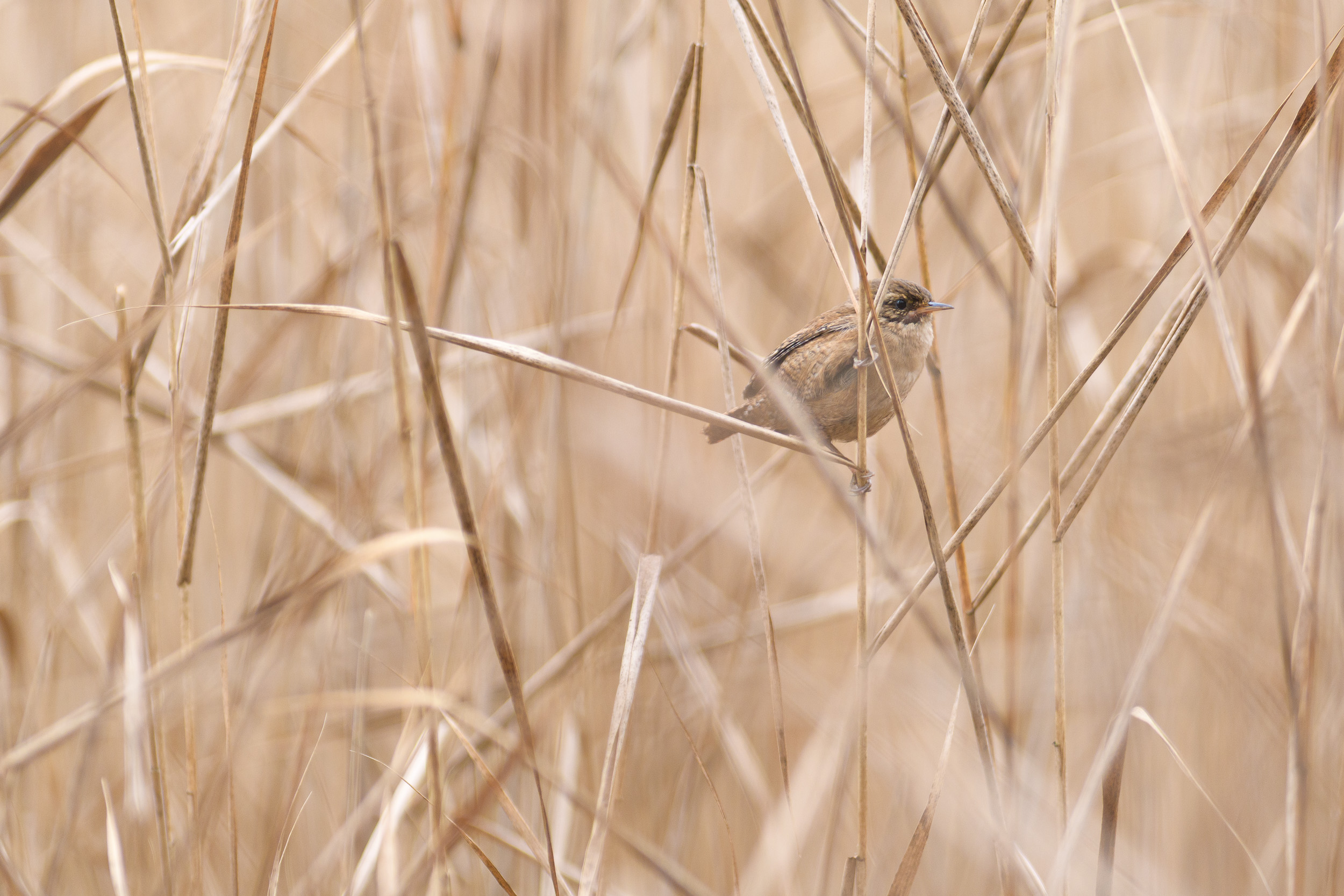 Feather photograph