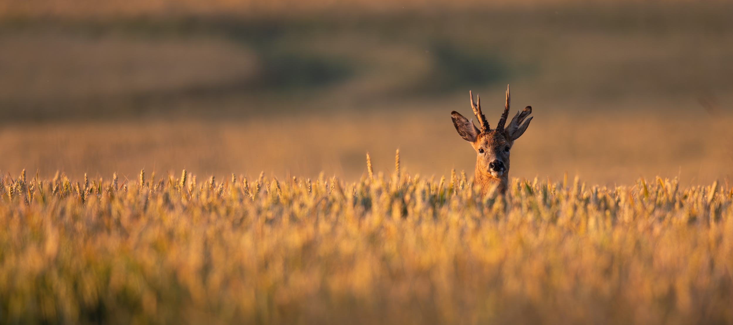 Roe deer in crop field