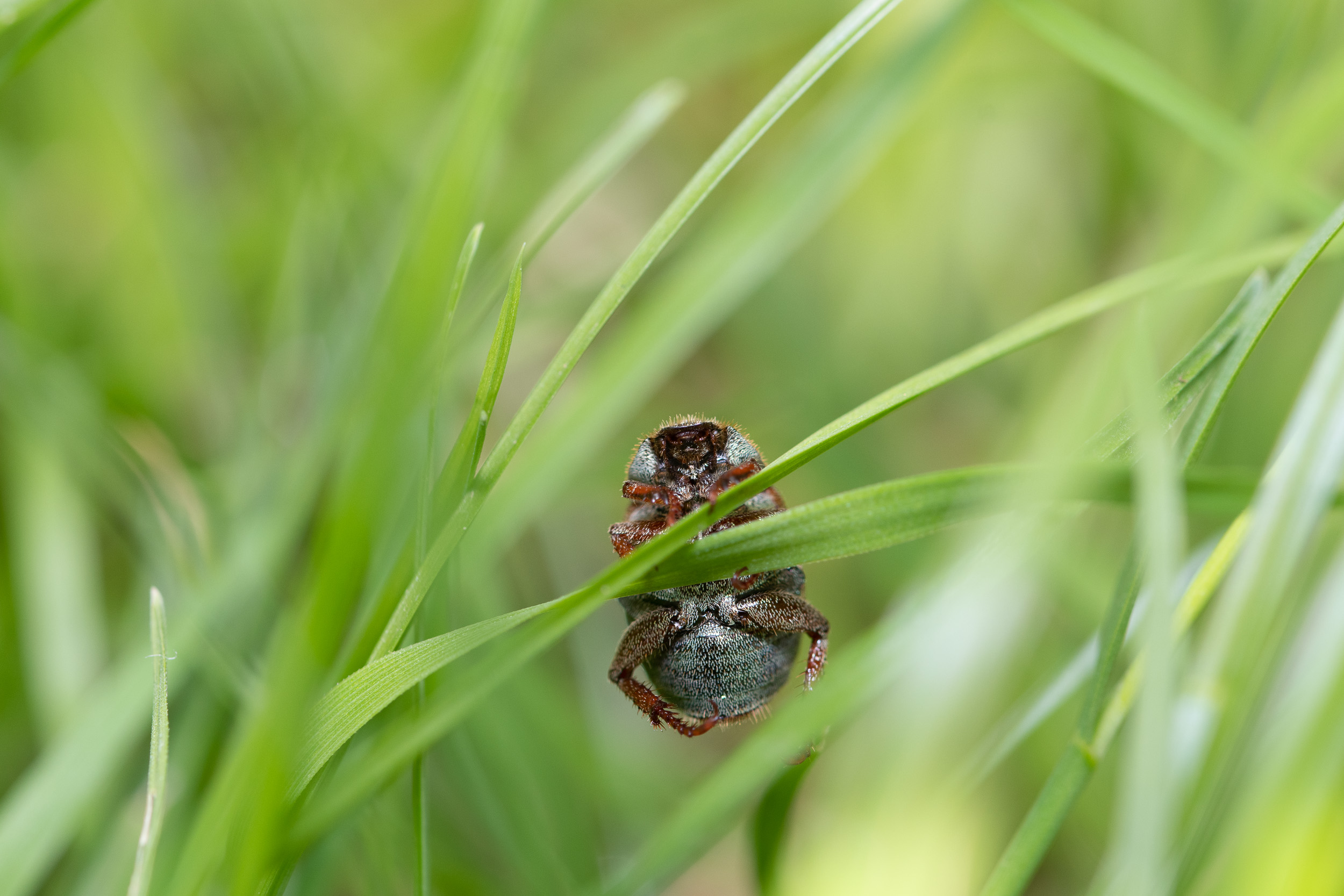 Macro photograph