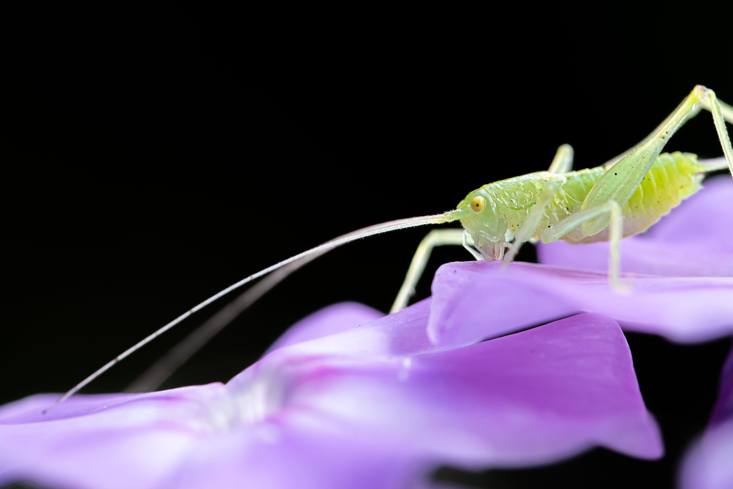 Macro photograph